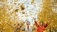秋日限定款，漫天飞舞的金色浪漫