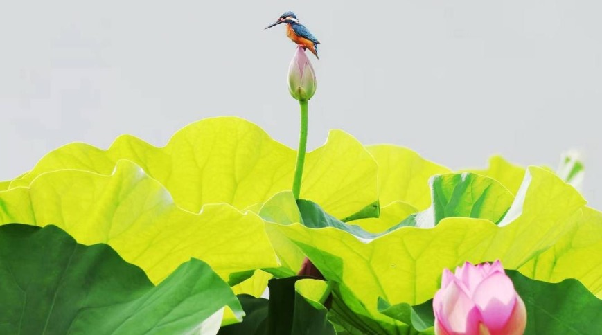 朝阳：荷花胜景，七月诗行
