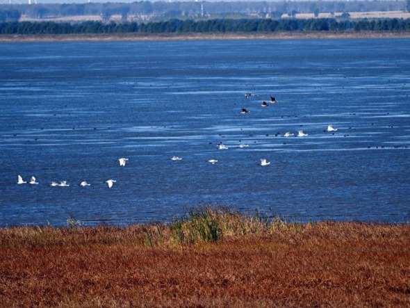 康平卧龙湖：候鸟翔集绘就生态绝美画卷