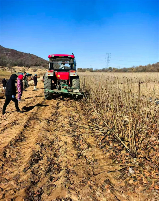 樱桃苗木丰收 铺就兴村富民锦路 樱桃苗木丰收 铺就兴村富民锦路_fororder_普兰店图樱桃