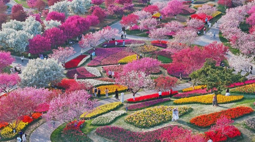 大连：芝樱花海漫山野