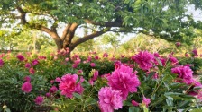 丹东东港：芍药花开