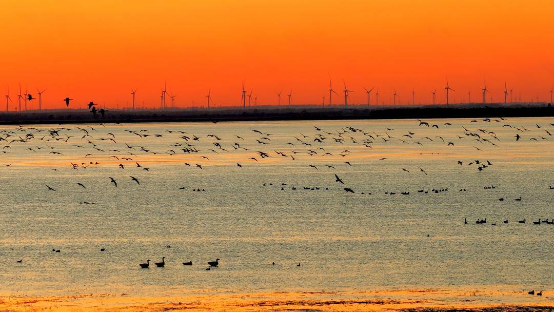 南迁候鸟小憩卧龙湖