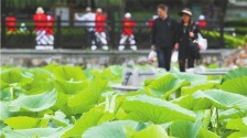 辽宁大连：雨后荷塘醉游人