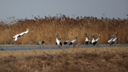 5家丹顶鹤组团打卡台安辽河湿地