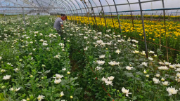 大连普兰店：闲置大棚重焕生机 菊花产业既富集体又树新风