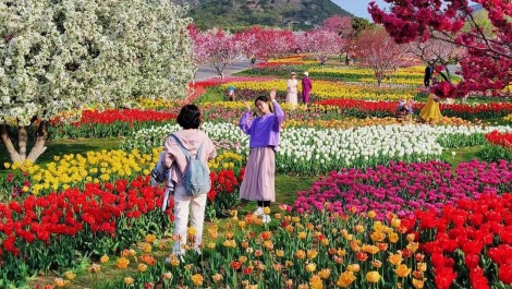 大连英歌石植物园化身“莫奈花园”