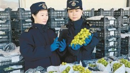 大连“阳光玫瑰”首秀沙特市场