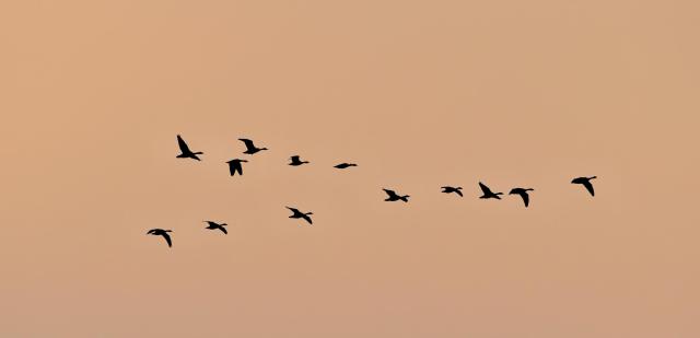 沈阳法库獾子洞：春日里的候鸟天堂