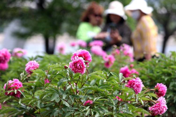 朝阳：五月“花神”芍药盛放