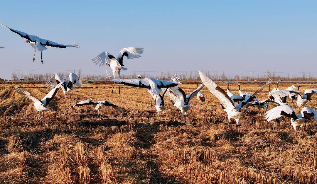 鹤群越冬辽河三角洲