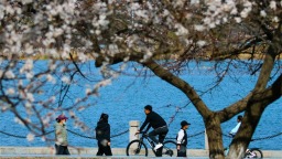 辽宁朝阳：杏花烂漫时 游人打卡忙_fororder_杏花1