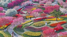 大连：芝樱花海漫山野