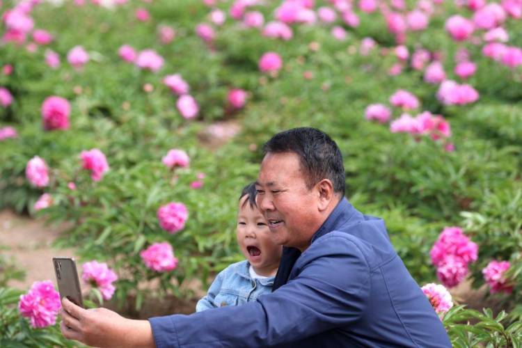 朝阳：五月“花神”芍药盛放