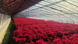 大连普兰店区丰荣街道：花香飘万家 产业促振兴