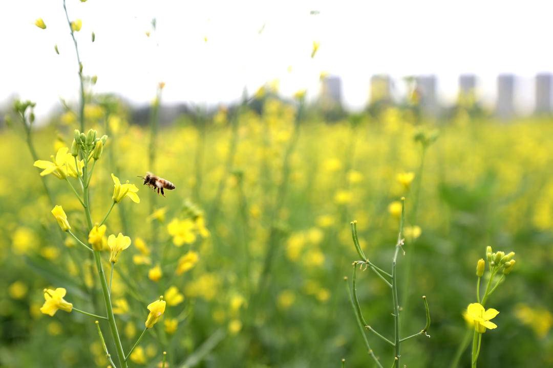 朝阳城区百亩油菜花儿开