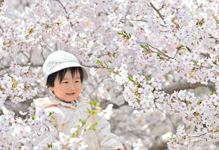 大连：樱花如海