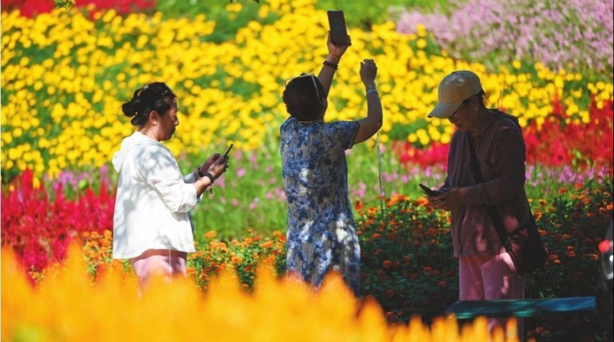 60余万株菊花绽放沈阳植物园_fororder_da1eecc1-2740-4a61-afc3-336c601d8aca