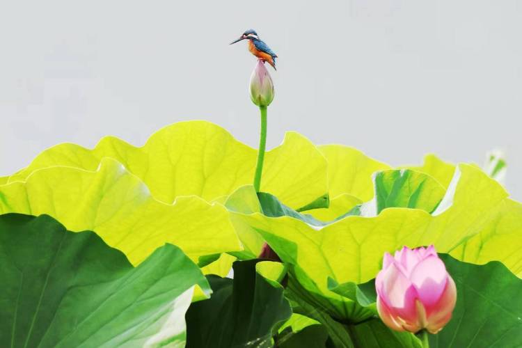 朝阳：荷花胜景，七月诗行