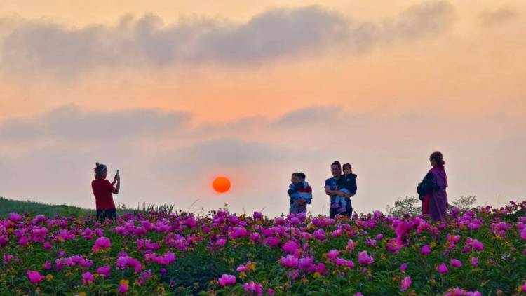 东港：夕阳鎏金处，花海醉游人