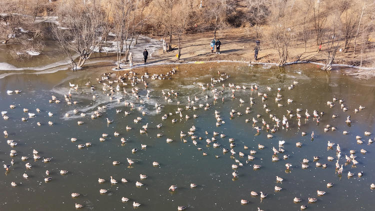 雁舞浑河岸 景绘沈阳冬_fororder_转载图1