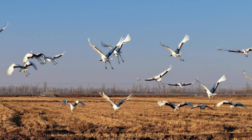 鹤群越冬辽河三角洲