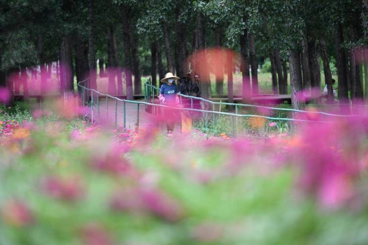 百日菊花海，梦幻打卡地