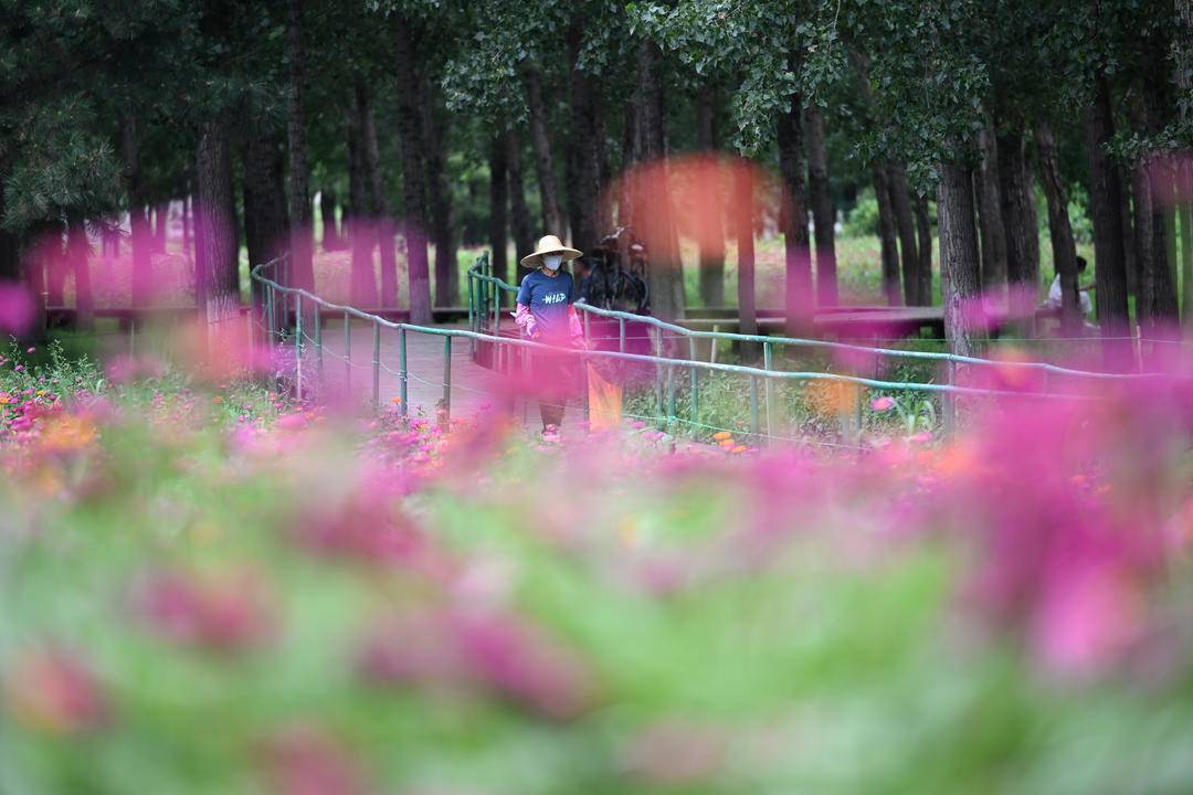 百日菊花海，梦幻打卡地