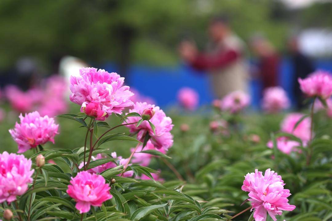 朝阳：五月“花神”芍药盛放