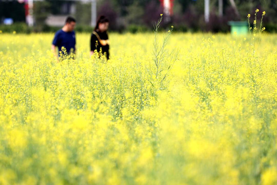 朝阳城区百亩油菜花儿开