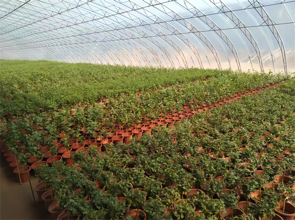 图集·普兰店 | 做好“土特产”文章 激活乡村振兴密码_fororder_石固花卉基地