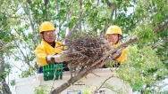 辽宁本溪：带电作业守电网 温柔护鸟暖山城