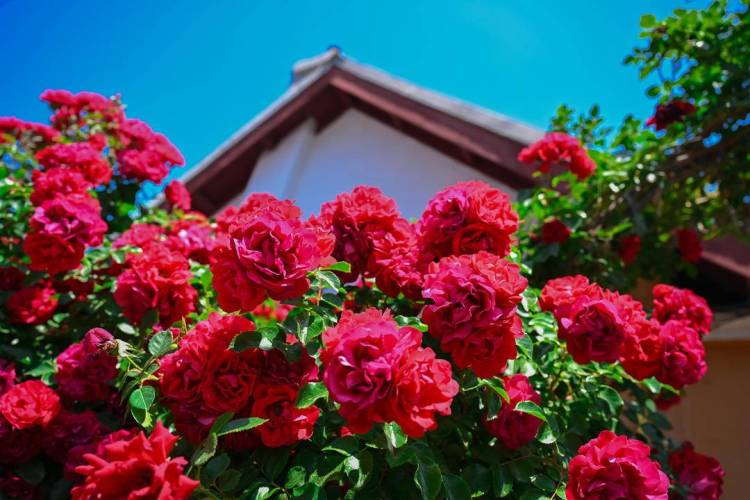 大连：老街小巷，藏不住的“花”样浪漫