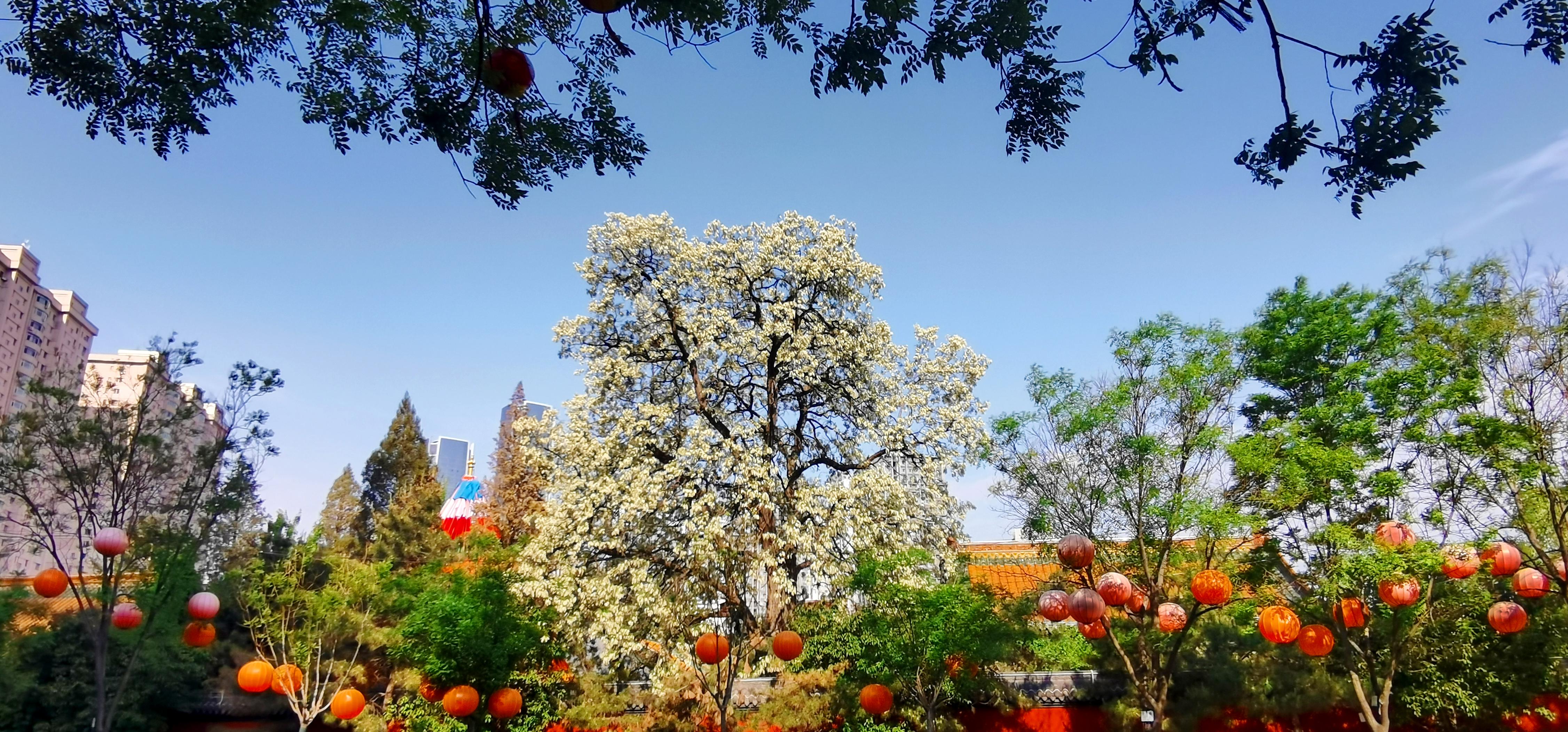 一树槐花香沈城