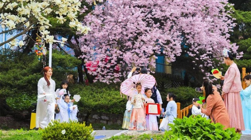 丹东：樱韵花开，亲子寻芳