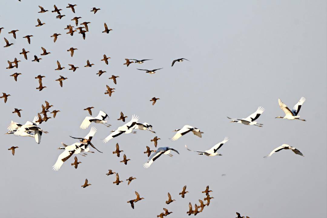 辽河口湿地现冬季鸟浪