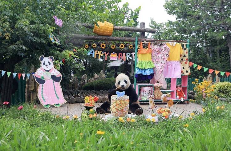 大连大熊猫“飞云”15岁生日快乐！