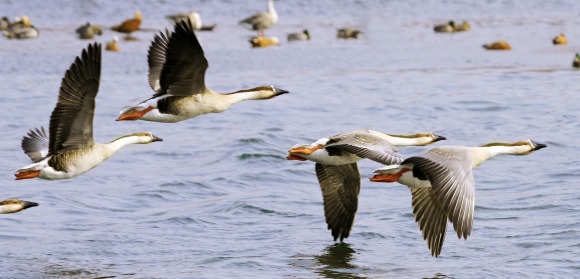 沈阳：上千只鸿雁聚集鸟岛