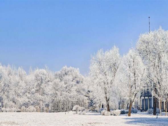 限定版的美！雾凇如画醉沈城