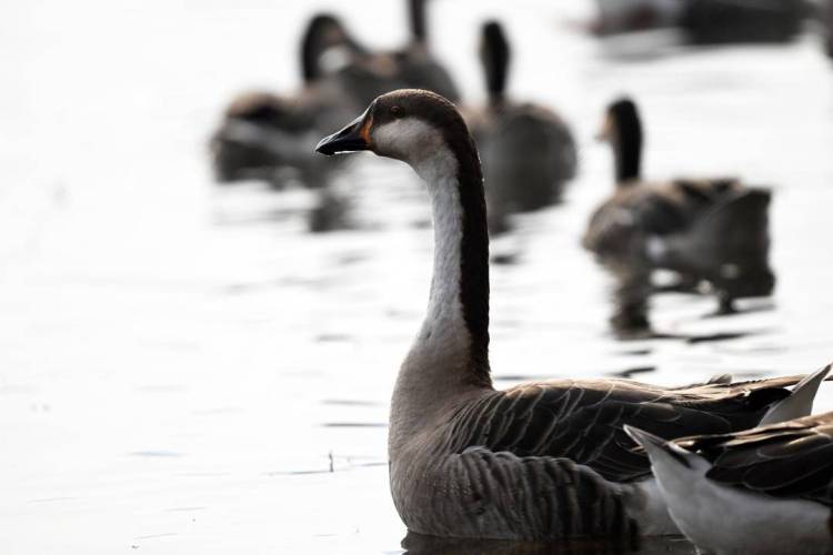 “雁”遇初冬，舞动浑河