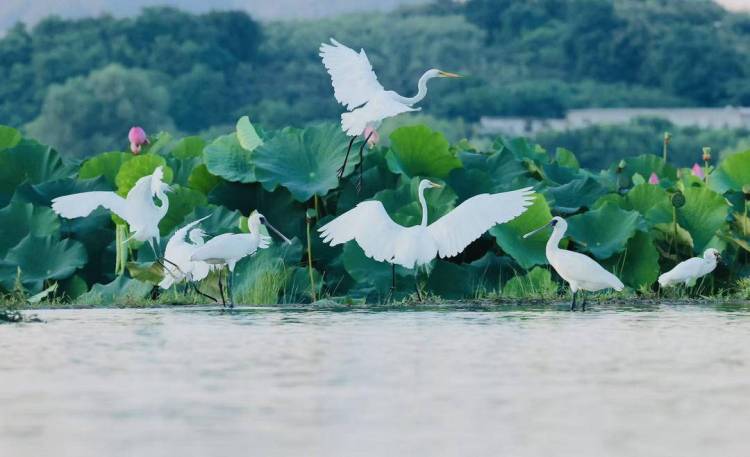 琵鹭北归处：庄河湿地的生态诗篇
