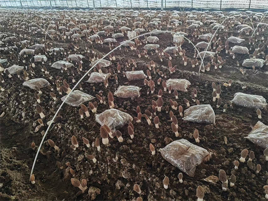 大连普兰店区：菌类家族“新成员”入驻同益香菇产业园_fororder_普兰店蘑菇2