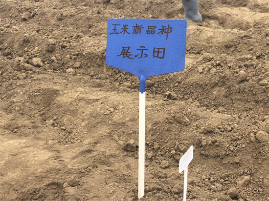 大连普兰店区：良种扎根“试验田” 科技结出“致富穗”_fororder_普兰店1