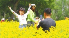 辽宁沈阳：菜花黄 游人醉