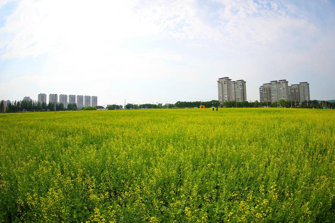 朝阳城区百亩油菜花儿开