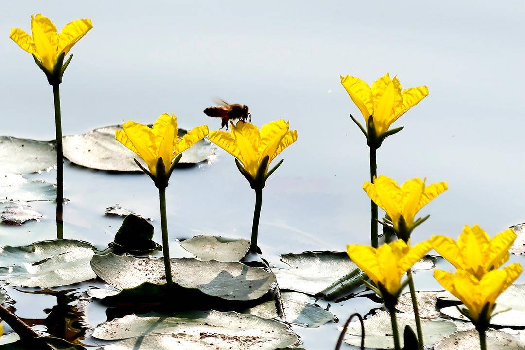 千年荇菜，花开凌河