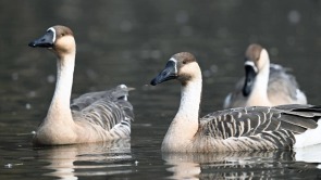 “雁”遇初冬，舞动浑河