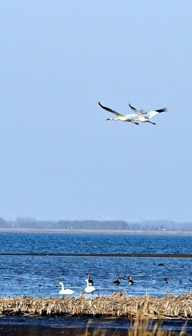 沈阳法库獾子洞：春日里的候鸟天堂