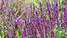 阜新：夏日鼠尾草 紫韵漫成诗
