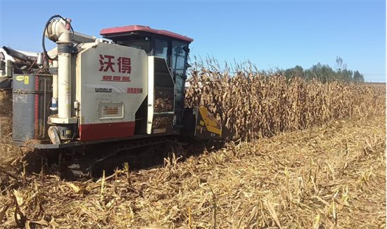 玉米丰收季 收获正当时_fororder_普兰店玉米